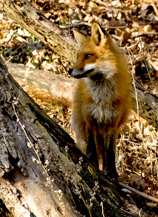 Fox on the Hunt