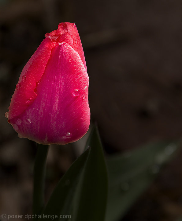 tulip