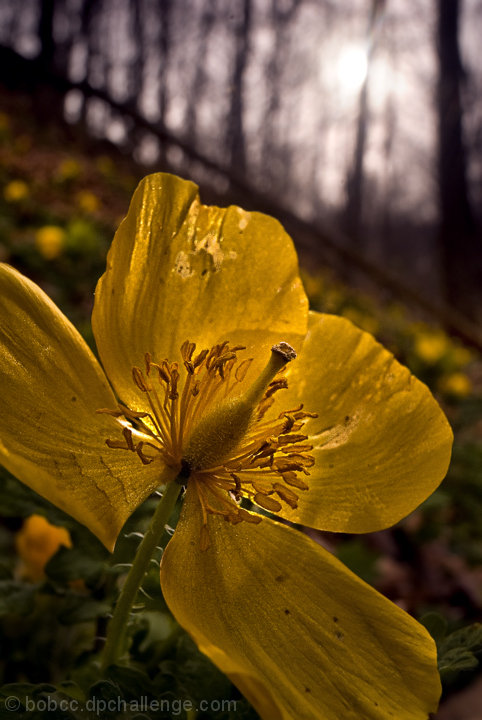 sunkissed woodland poppy