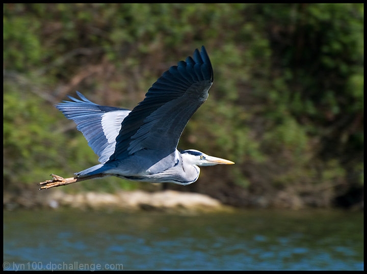 Winging It!