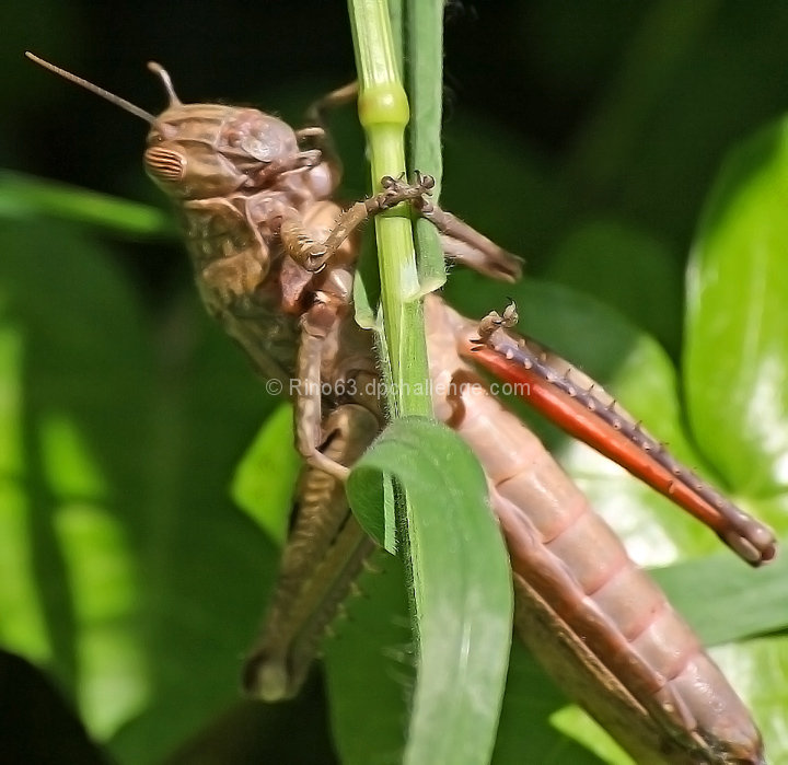 Anatomy of a grasshopper