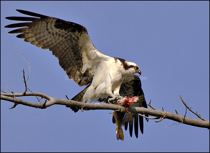 Breakfast on a Limb