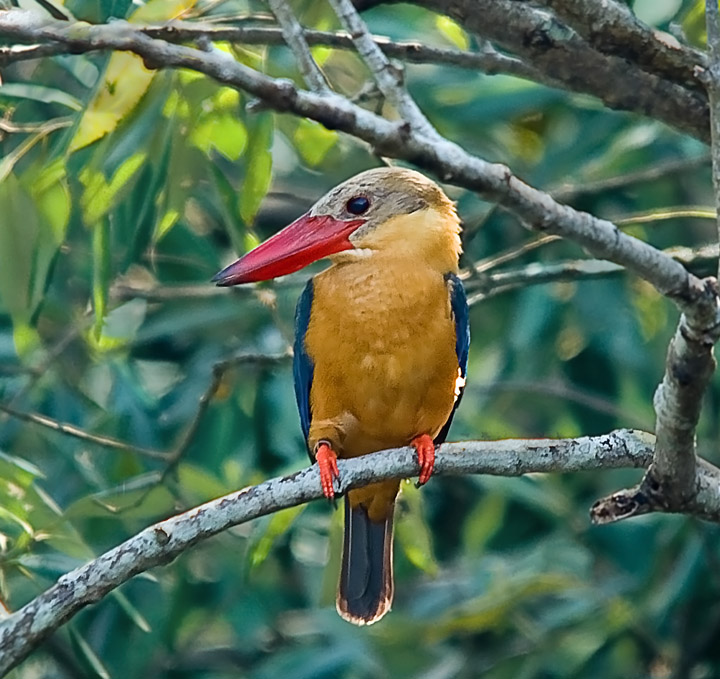 Stork-billed Kingfisher