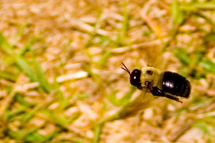 The Flight of the Carpenter Bee