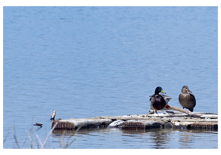 Duck Lake