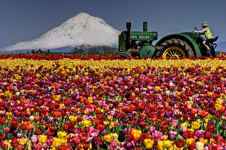 Field of Dreams