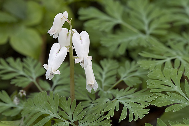 Bleeding Hearts