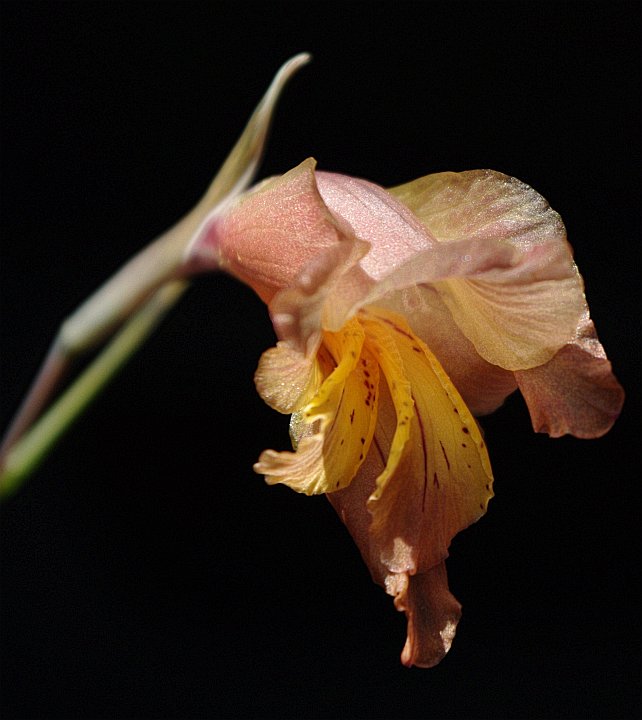 Gladiolus pritzelii