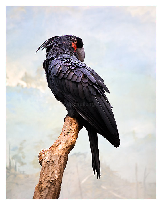 Black Parrot