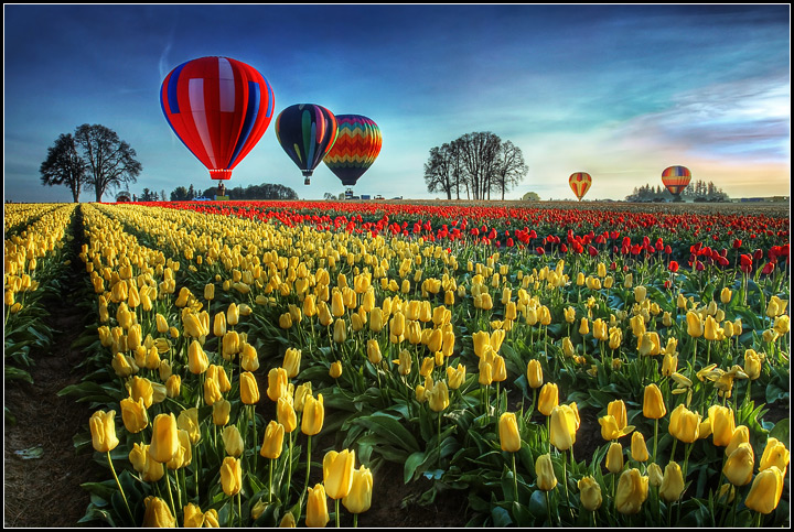 Hot air balloons over tulip fields