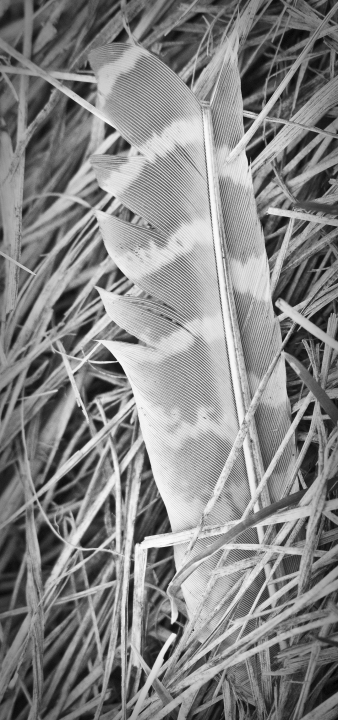 Feather