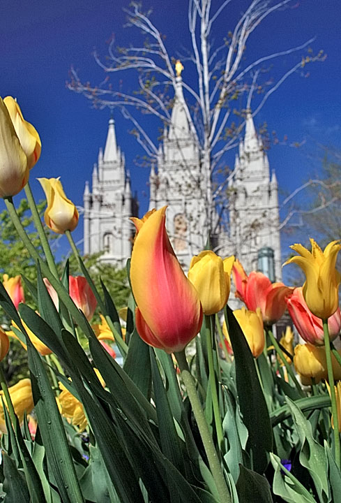 Spring in Salt Lake