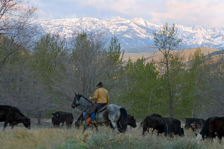 The Cowboy