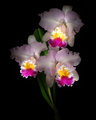 Orchids Painted With Light