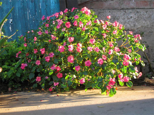 Natural Lighting on Flower