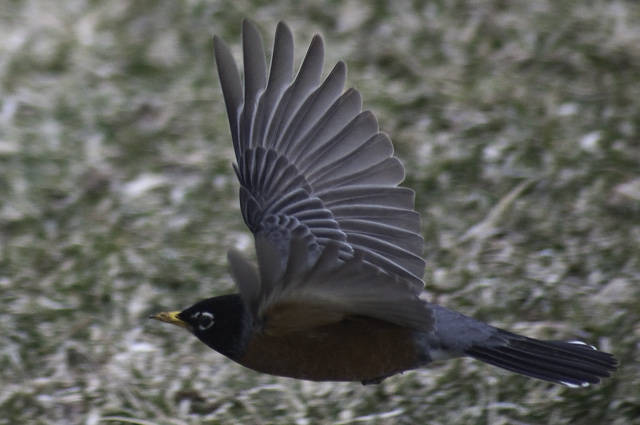 On the Wing