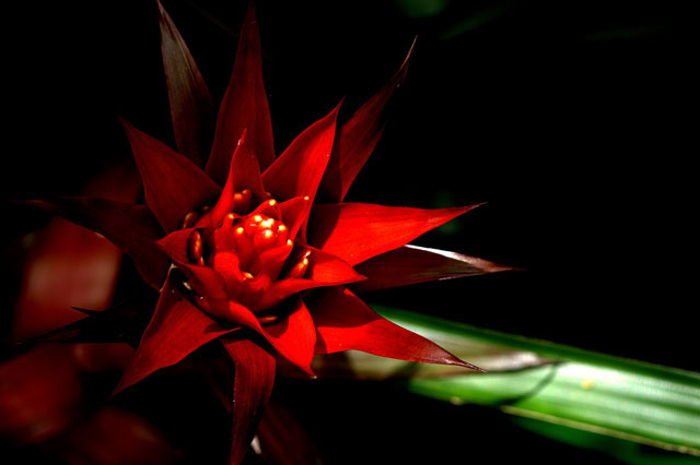 The Red Star
