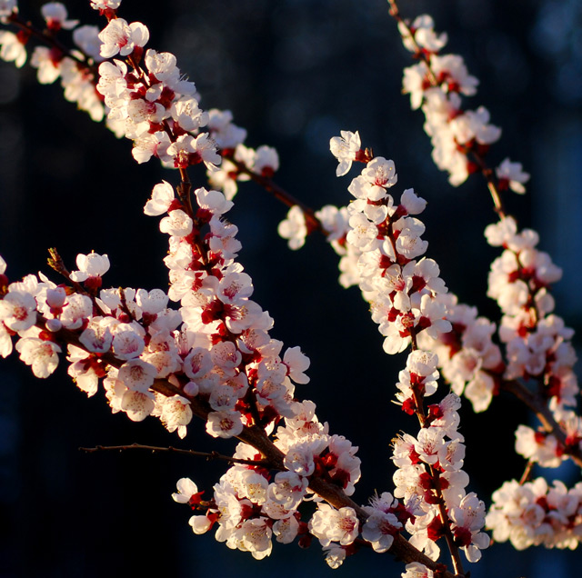 Spring Eve Glow