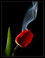 Smoking Tulip