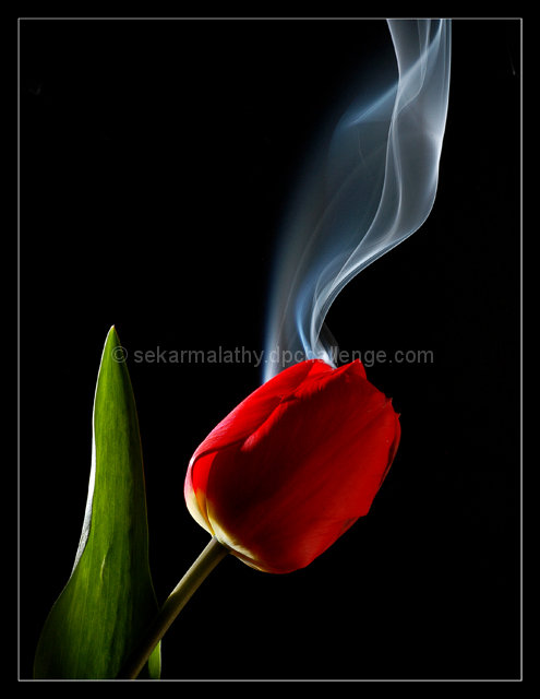 Smoking Tulip