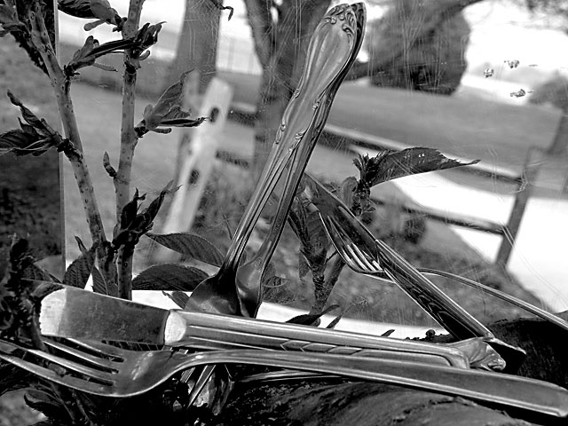 Flatware... in a tree?