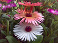 4o clock Flowers