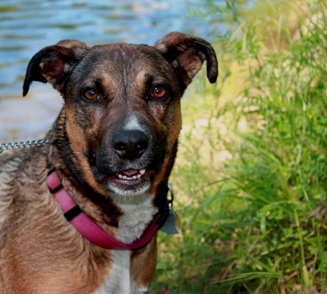 Doggie By The River