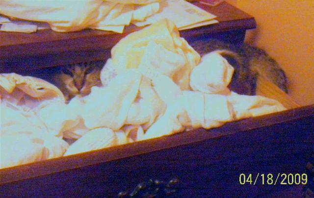 Kitty in the Underwear Drawer