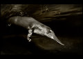 D I V E : Platypus 