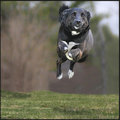 Airborne
