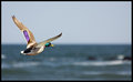Fly Away