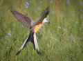 Scissor-Tailed Flycatcher