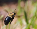 Carpenter Bee inflight