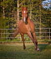 Arabian Gelding 