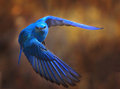 Bluebird Ballet