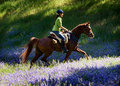 Tiptoe Through The Lupines