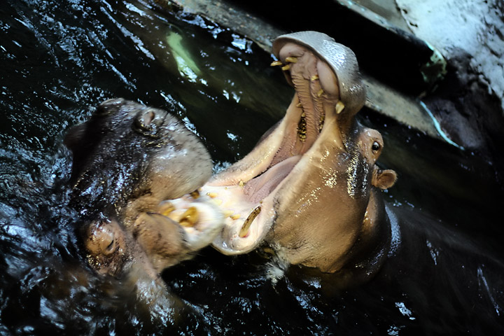 hippos hippoing (or whatever it is they do)