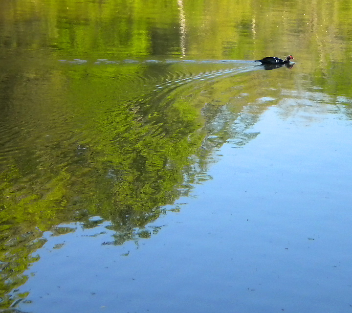 Serenity