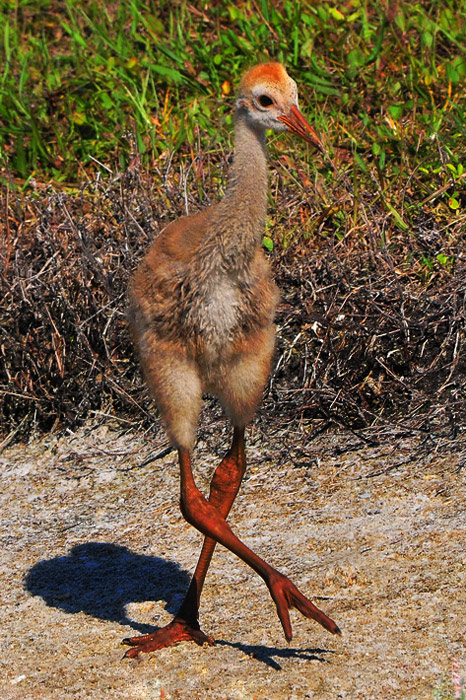 What do you mean Fly; I can barely Walk!