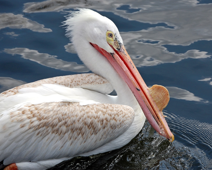 Pelican Fishing