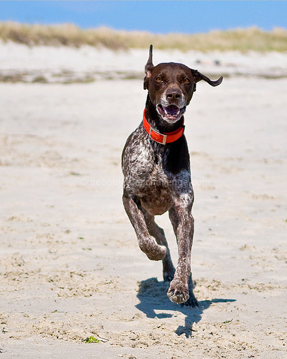 Beach Runner