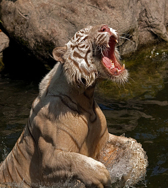 Yikes!..The water is too cold!!!!