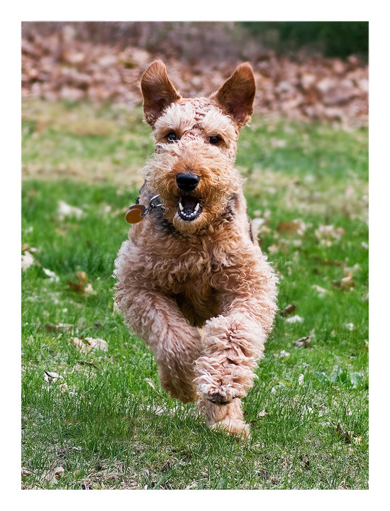 Airedale Acceleration
