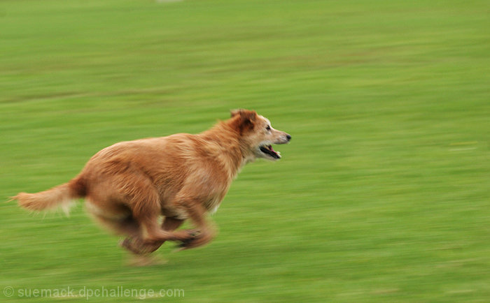 Joyful Spirit