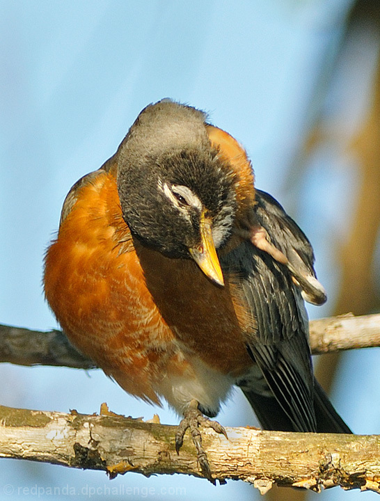 Chin scratching