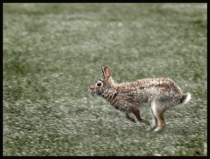 Here Comes Peter Cottontail ... 