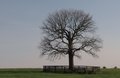Awaiting Spring
