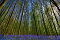 Bluebell Wood