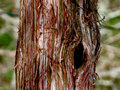 Swamp Cedar