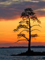 And yet another tree